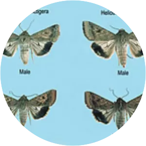 Helicoverpa - Insect