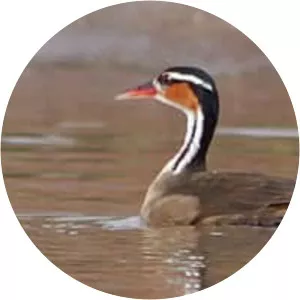 Heliornithidae - Birds