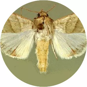 Heliothis - Insect