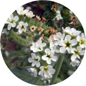 Heliotropium europaeum