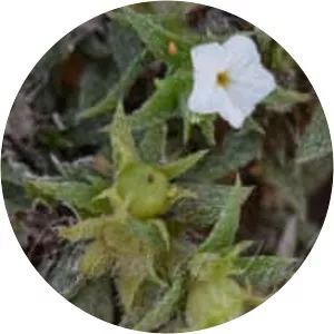 Heliotropium marifolium