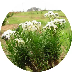 Heliotropium stenophyllum