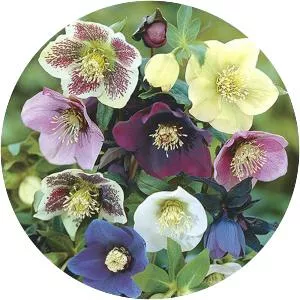 Hellebore