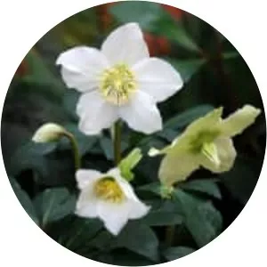 Helleborus niger - Plants