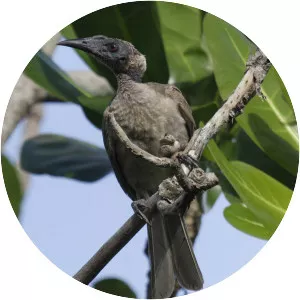 Helmeted friarbird