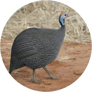 Helmeted guineafowl