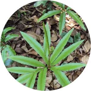 Helminthostachys zeylanica - Plants