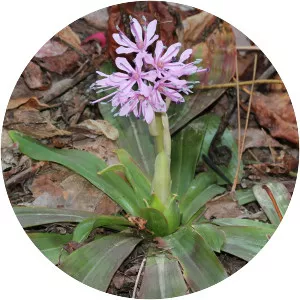 Heloniopsis orientalis - 