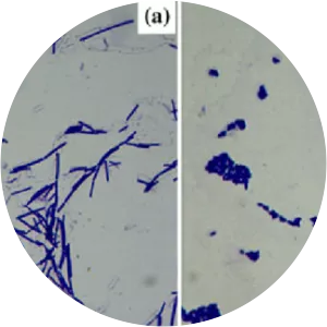HelveticusSince 2014