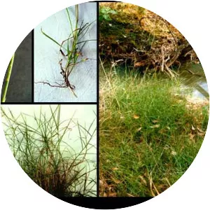 Hemarthria uncinata - 