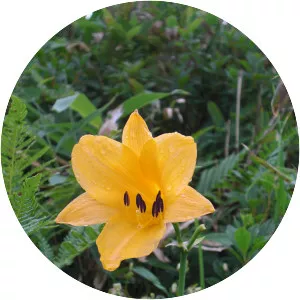 Hemerocallis esculenta