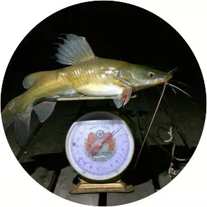 Hemibagrus filamentus