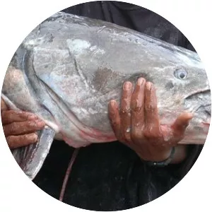 Hemibagrus wyckioides