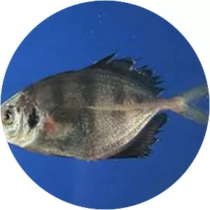 Hemicaranx amblyrhynchus