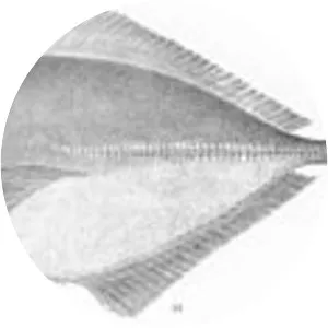 Hemicaranx zelotes - 