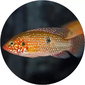 Hemichromis lifalili