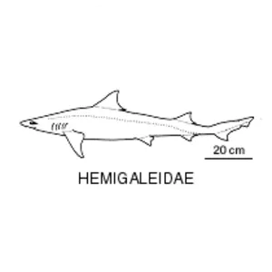 Hemigaleidae