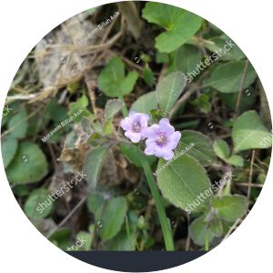 Hemigraphis latebrosa - 