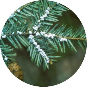 Hemlock woolly adelgid