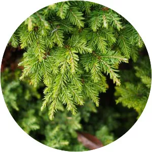 Hemlocks