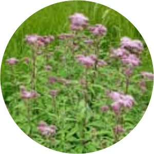 Hemp-agrimony