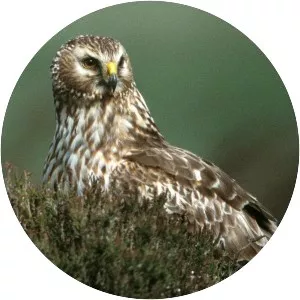 Hen harrier