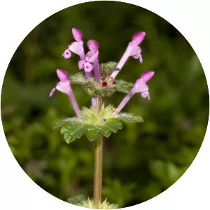 Henbit deadnettle