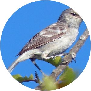 Henderson reed warbler