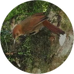 Henna-capped foliage-gleaner photograph