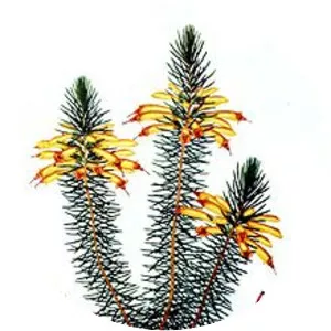 Henry Charles Andrews