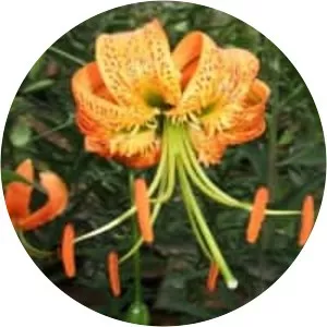 Henry's lily (Henry Zambağı)