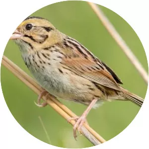 Henslow's sparrow - Birds