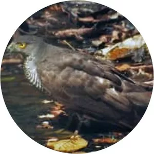 Henst's goshawk