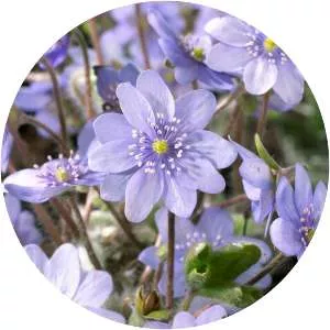 Hepatica