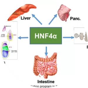 Hepatocyte nuclear factor 4 alpha - 