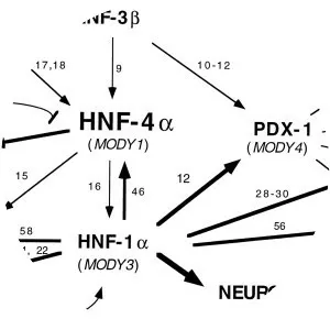 Hepatocyte nuclear factors - Protein