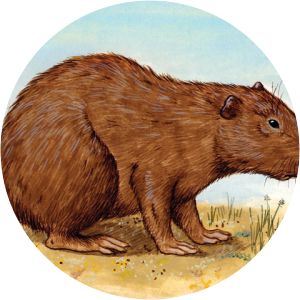 Heptaxodontidae - Rodents