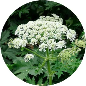 Heracleum persicum
