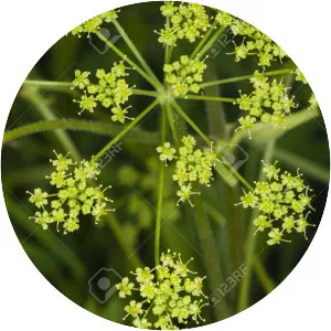 Heracleum sibiricum