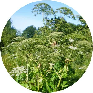 Heracleum sosnowskyi