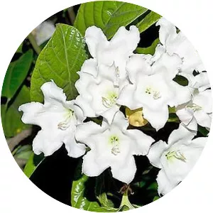 Herald's Trumpet - Plants