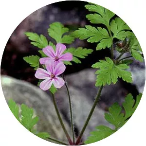 Herb robert