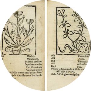 Herbarium Apuleii Platonici Pseudo-Apuleius - Book by Pseudo-Apuleius