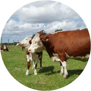 Hereford cattle