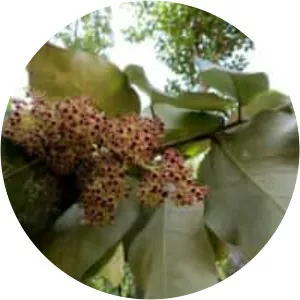 Heritiera littoralis