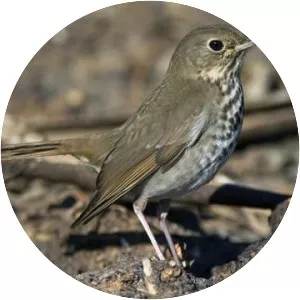 Hermit thrush