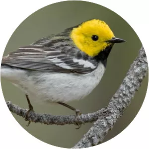 Hermit warbler