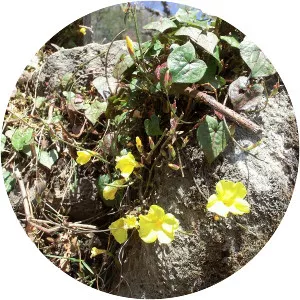 Herpetospermum pedunculosum