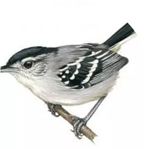 Herpsilochmus - Bird