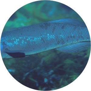 Herring cale